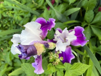 IMG_1684.jpeg