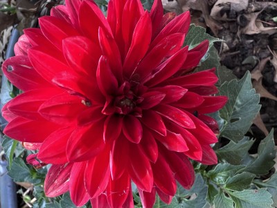 IMG_1800.jpeg