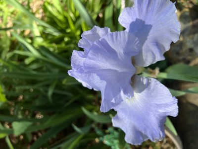 IMG_1696.jpeg