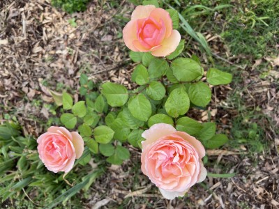 IMG_1802.jpeg