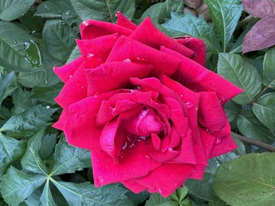 IMG_1812.jpeg