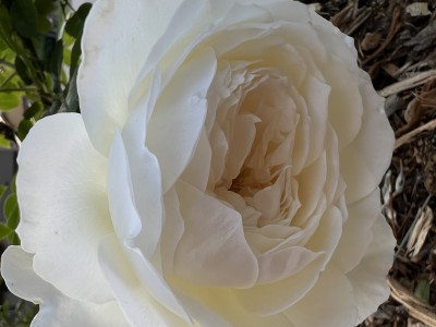 IMG_1691.jpeg