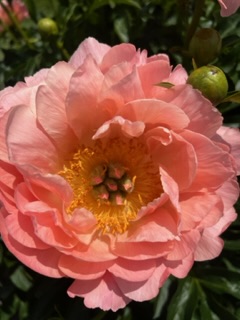 IMG_5556.jpeg