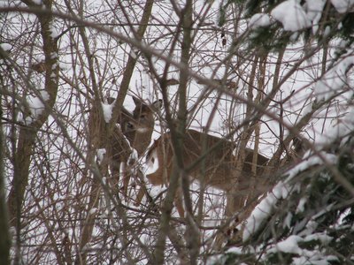 IMG_3661.JPG