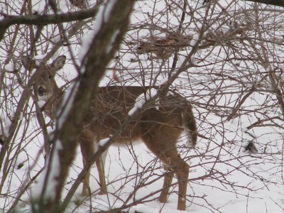 IMG_3663.JPG