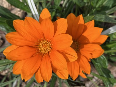 IMG_1849.jpeg