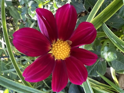 IMG_2445.jpeg