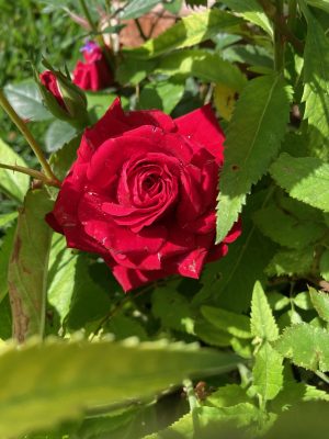 IMG_6745 1.png