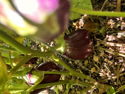 IMG_2754.jpeg
