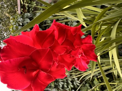 IMG_2687.jpeg