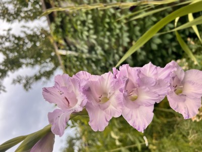 IMG_2684.jpeg