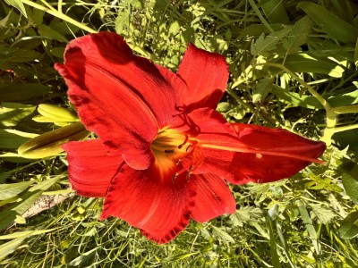 IMG_2603.jpeg