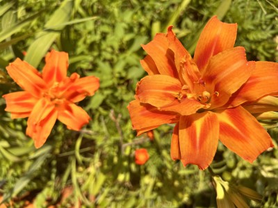 IMG_2609.jpeg