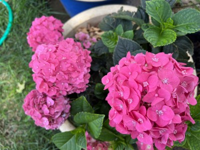 IMG_3070.jpeg