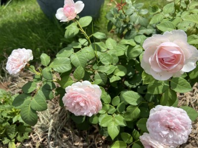 IMG_3071.jpeg