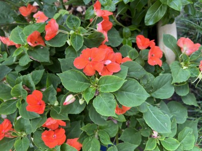IMG_3069.jpeg