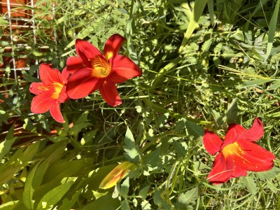 IMG_2761.jpeg