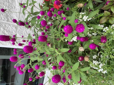 IMG_9458.jpeg