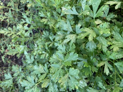 IMG_9602.jpeg