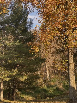IMG_1849.jpeg