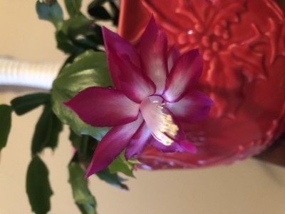 IMG_2386.jpeg