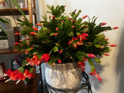 IMG_7280.jpeg