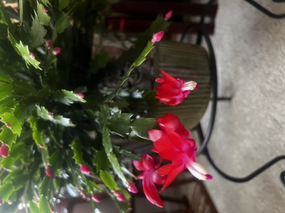 IMG_7300.jpeg