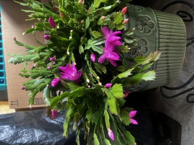 IMG_7299.jpeg