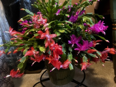 IMG_7391.jpeg
