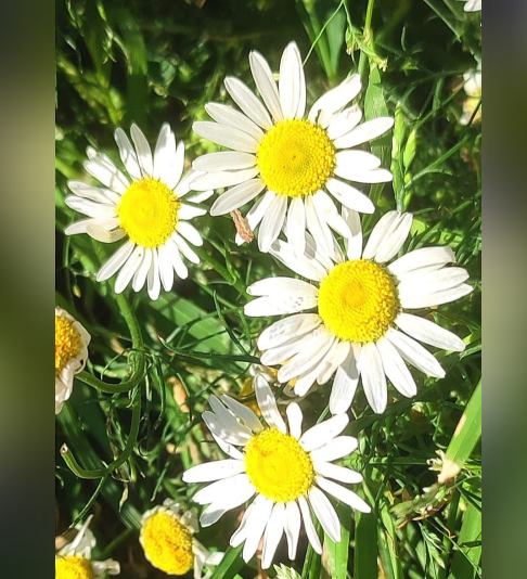 Screenshot 2024-07-08 071520.png