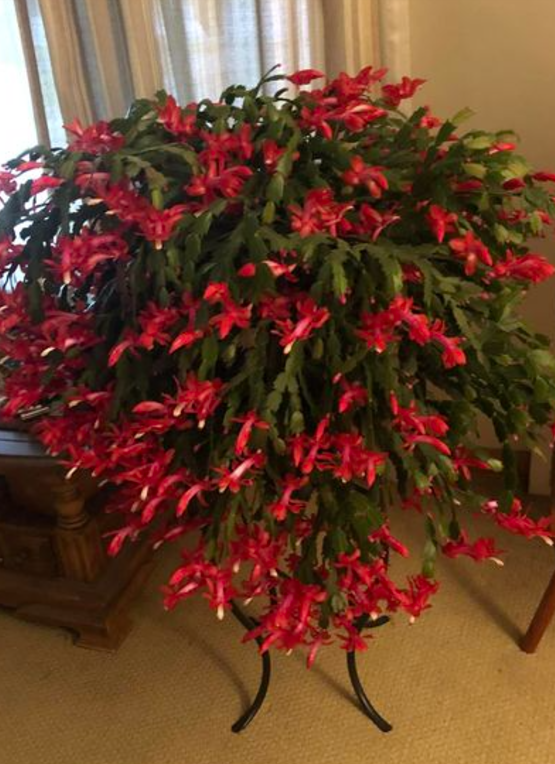 Screenshot 2024-12-04 075118.png