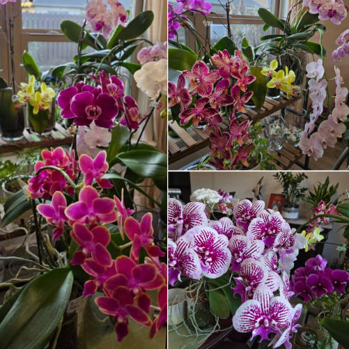 Screenshot 2025-03-11 192627.png