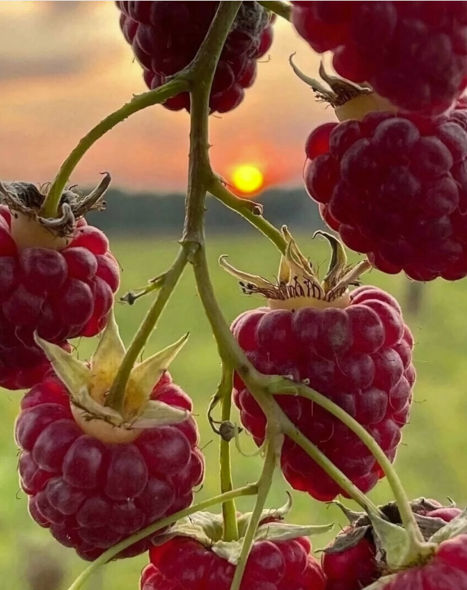 Screenshot 2025-06-11 070746.png