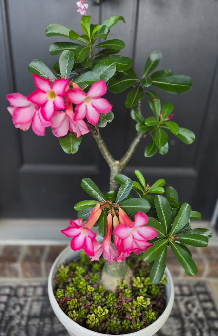 Screenshot 2025-10-23 212915.png