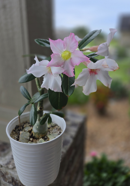 Screenshot 2025-10-23 213020.png