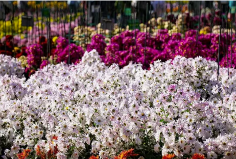 Screenshot 2025-11-10 070455.png