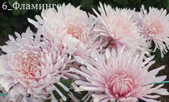 Screenshot 2025-11-10 070601.png