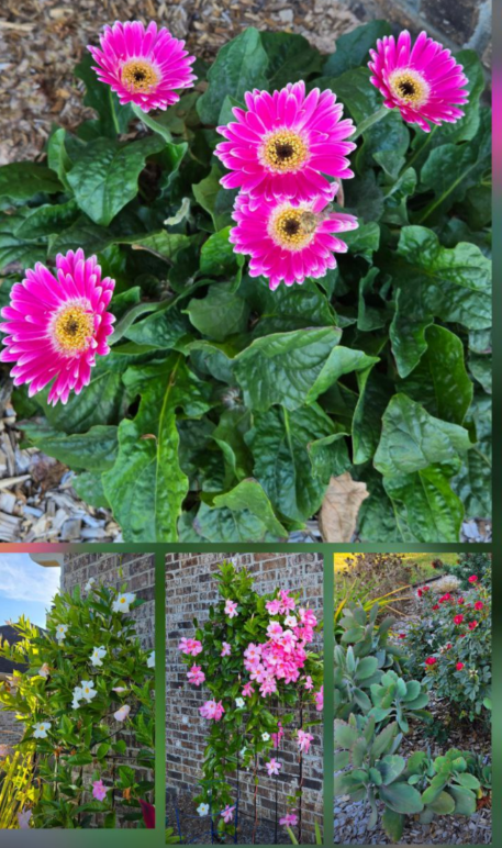 Screenshot 2025-11-18 071152.png