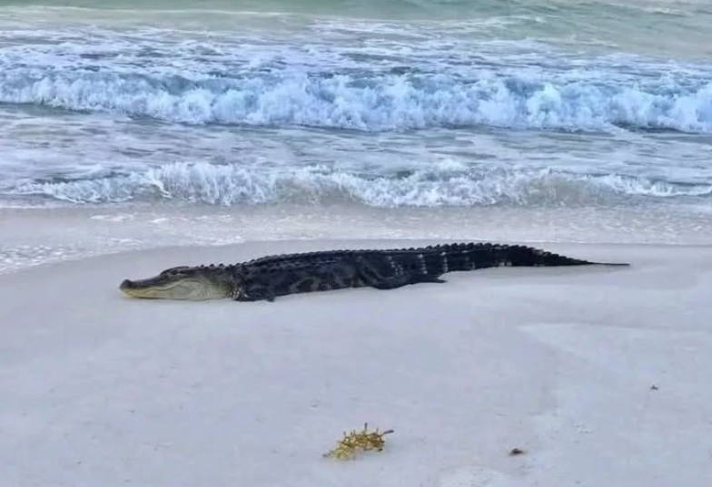 Screenshot 2025-12-16 141036.png