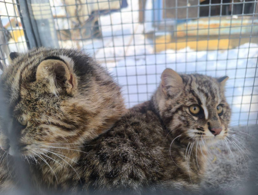 Screenshot 2026-01-15 074800.png