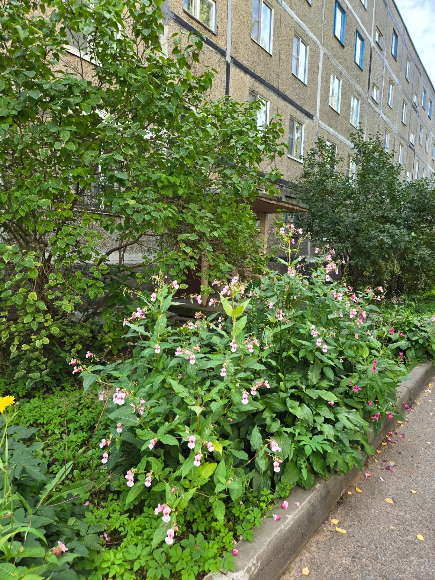 IMG_20260828_193642_931.jpg