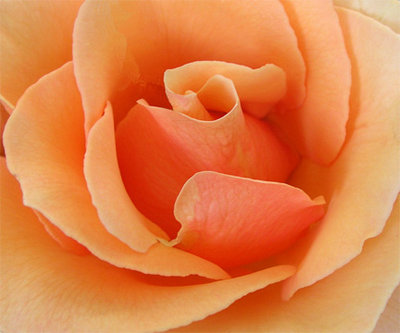 Summer-Rose.jpg