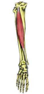 ant tibialis.jpg