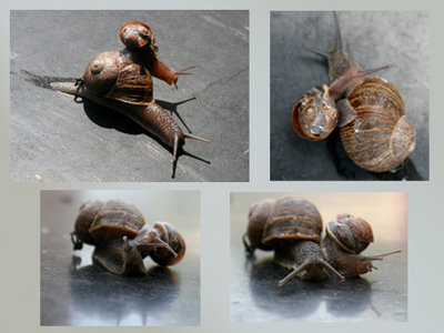 snail.jpg