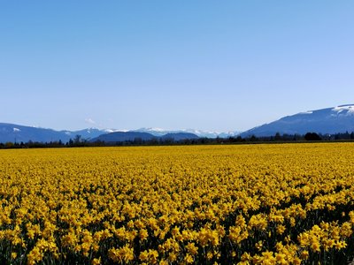 daffodils.jpg