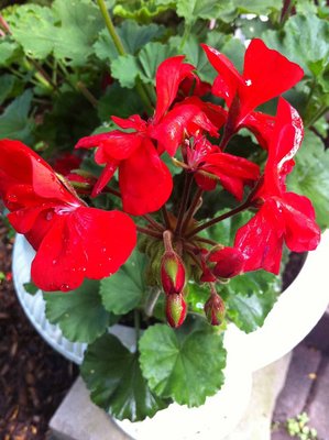 IMG_0699f.jpg