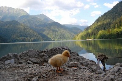 озеро Рица.jpg