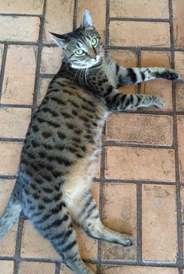 Kisa.jpg