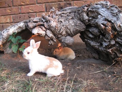 IMG_6442 (Large).jpg