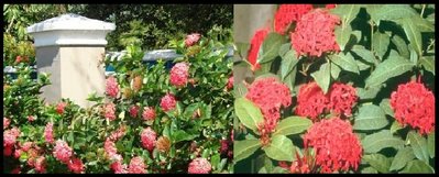 ixora.jpg